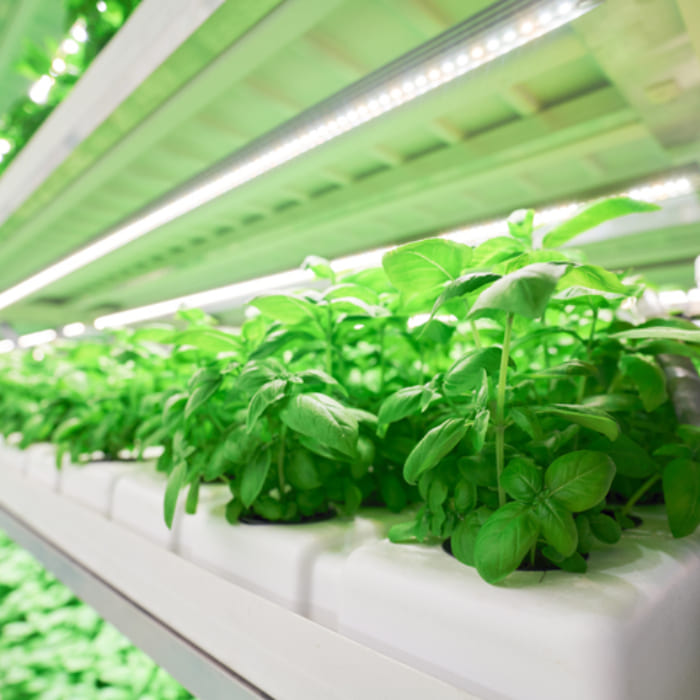 تم إعداد النظام البيئي للتصنيع في أوكساجون لدعم الإنتاج الغذائي المستدام