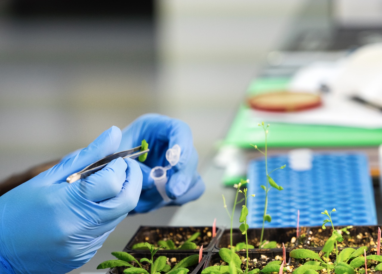 Genetically improved plants