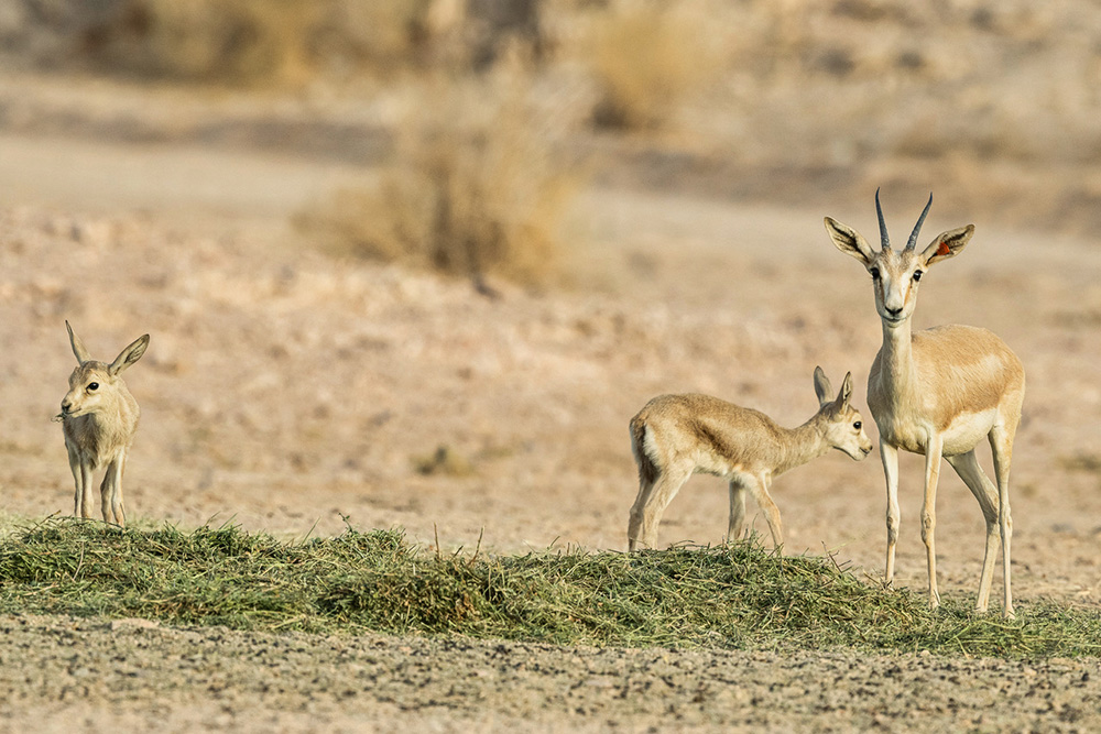 Returning species - Gazelles