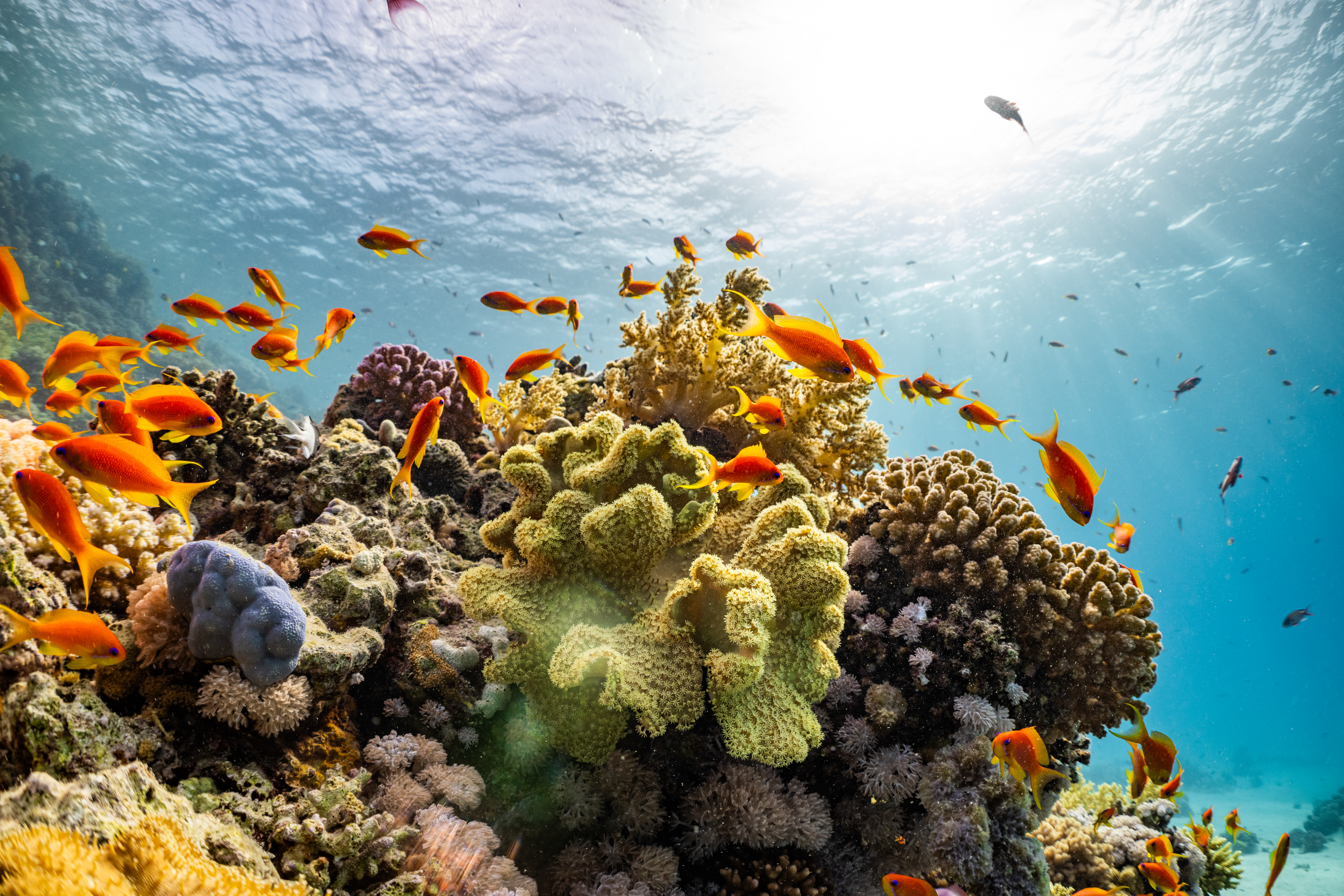 Islands of NEOM: a gateway to the Red Sea