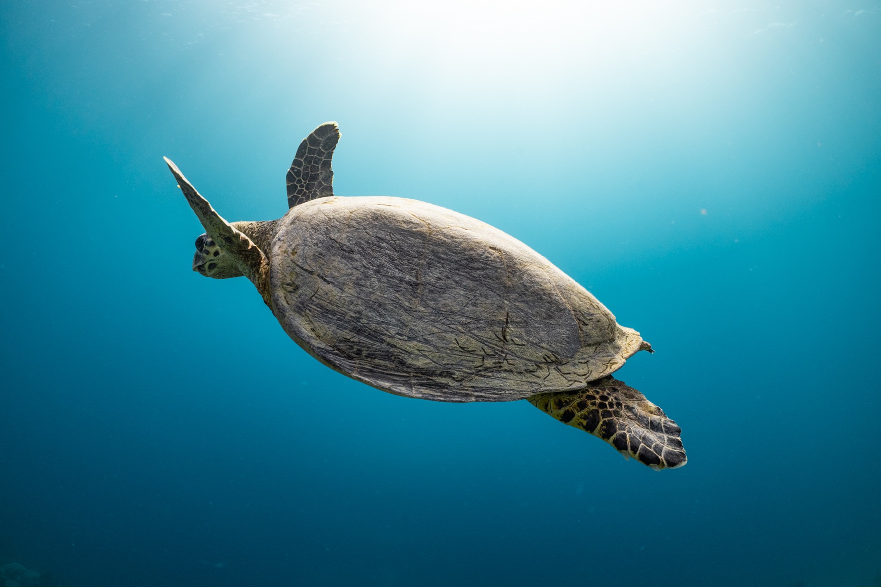 ION SIN UNDERWATER TURTLES NEOM SINDALAH MICHAEL UNDERWATER 