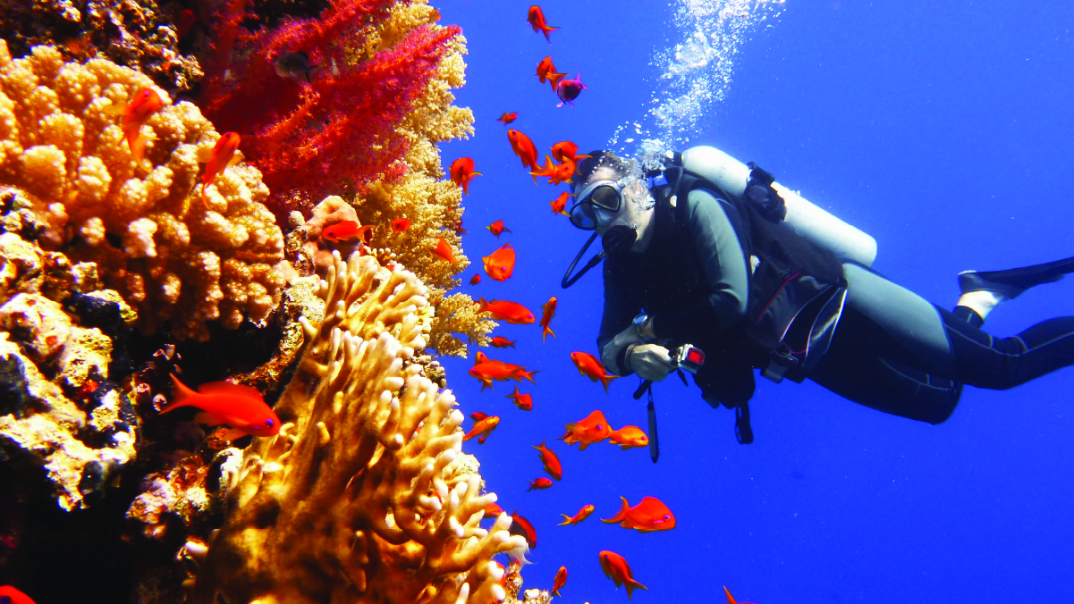 أحد الباحثين يقوم بفحص الشعب المرجانية في البحر الأحمر