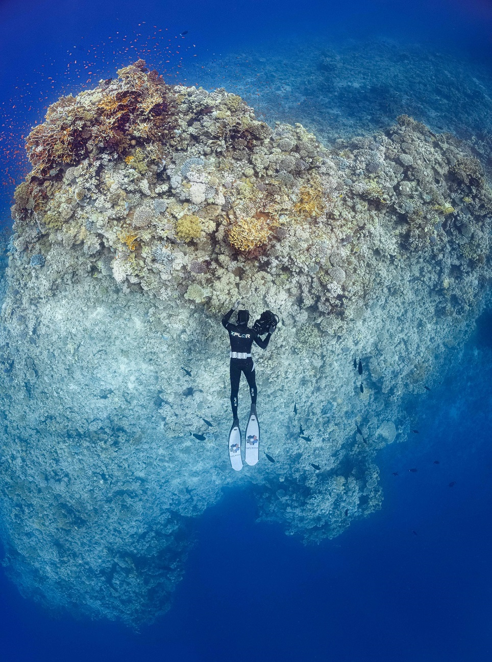 NEOM x OCEANX scientist exploring the Red Sea.,NEOM x OCEANX scientist exploring the Red Sea.