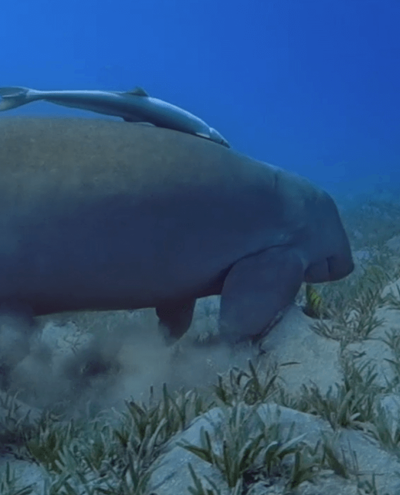 Episode 8: The Dugong Whisperer